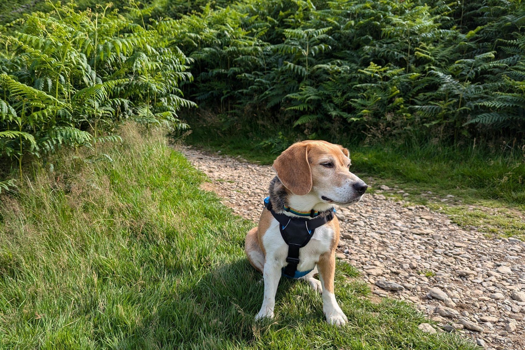 Kofi the Beagle s Amazing Lake District Adventure Mickledore