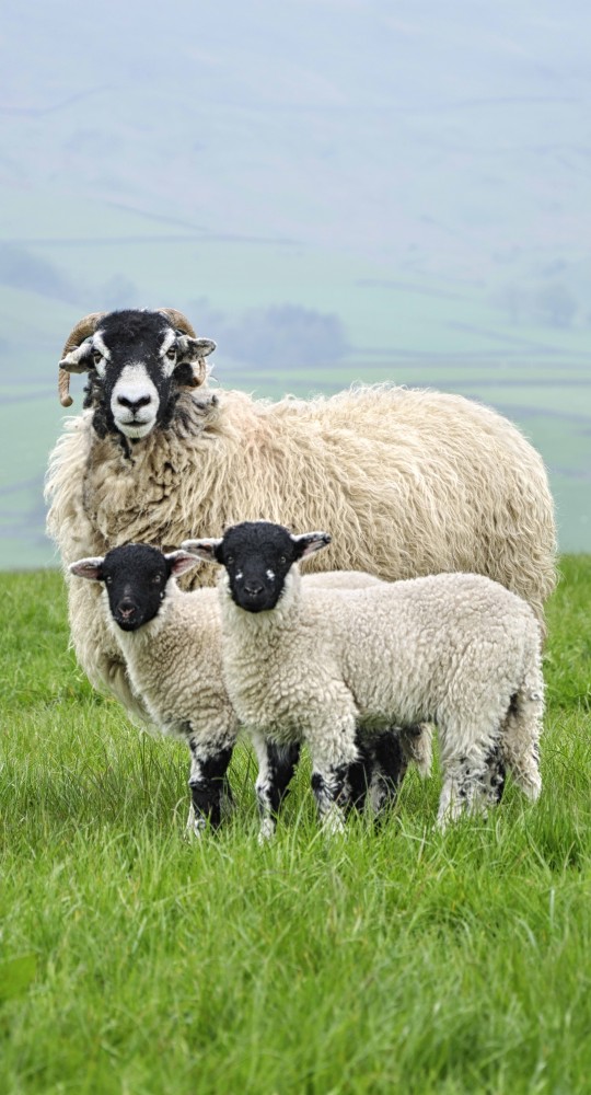 swaledale Sheep - Herriot Way - Mickledore Walking Holidays